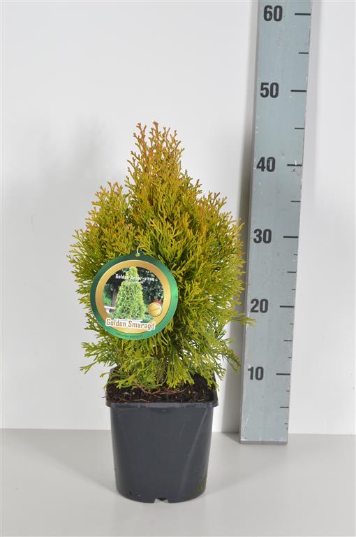 Thuja Golden Smaragd, 20-175 cm, Kvalitet: Landscape Quality